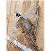 Image 3 : Ringneck Pheasant In Flight Bird Taxidermy
