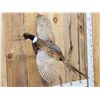Image 4 : Ringneck Pheasant In Flight Bird Taxidermy