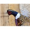Image 5 : Ringneck Pheasant In Flight Bird Taxidermy