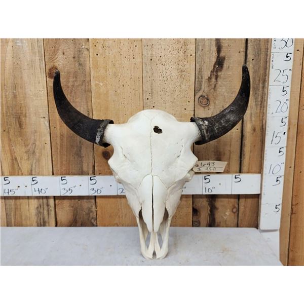 Big American Bison Buffalo Skull Taxidermy