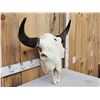 Image 2 : Big American Bison Buffalo Skull Taxidermy