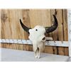 Image 3 : Big American Bison Buffalo Skull Taxidermy