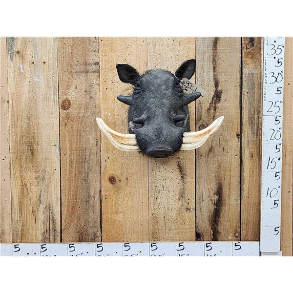 African Warthog Shoulder Mount Taxidermy
