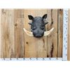Image 1 : African Warthog Shoulder Mount Taxidermy