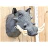 Image 2 : African Warthog Shoulder Mount Taxidermy