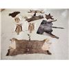 Image 1 : African Tanned Skins Lot Taxidermy