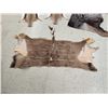 Image 2 : African Tanned Skins Lot Taxidermy