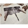 Image 3 : African Tanned Skins Lot Taxidermy
