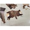 Image 4 : African Tanned Skins Lot Taxidermy