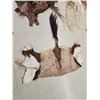 Image 5 : African Tanned Skins Lot Taxidermy