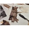 Image 6 : African Tanned Skins Lot Taxidermy