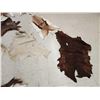 Image 7 : African Tanned Skins Lot Taxidermy