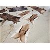 Image 8 : African Tanned Skins Lot Taxidermy