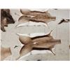 Image 9 : African Tanned Skins Lot Taxidermy