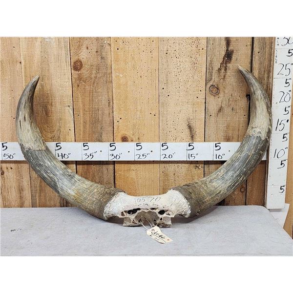 Giant Set Of Watusi Horns On Skull Plate Taxidermy