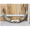 Image 1 : Giant Set Of Watusi Horns On Skull Plate Taxidermy