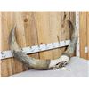 Image 3 : Giant Set Of Watusi Horns On Skull Plate Taxidermy