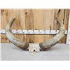 Image 5 : Giant Set Of Watusi Horns On Skull Plate Taxidermy