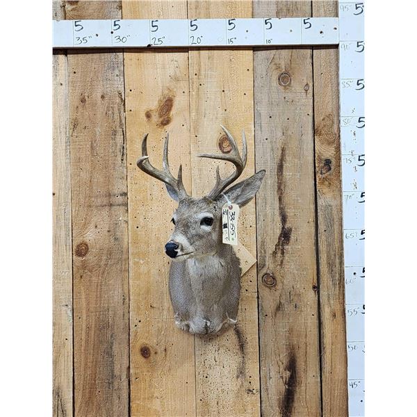 Rare Coues Deer Shoulder Mount Taxidermy