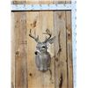 Image 1 : Rare Coues Deer Shoulder Mount Taxidermy