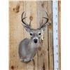 Image 2 : Rare Coues Deer Shoulder Mount Taxidermy