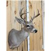 Image 3 : Rare Coues Deer Shoulder Mount Taxidermy
