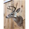 Image 4 : Rare Coues Deer Shoulder Mount Taxidermy