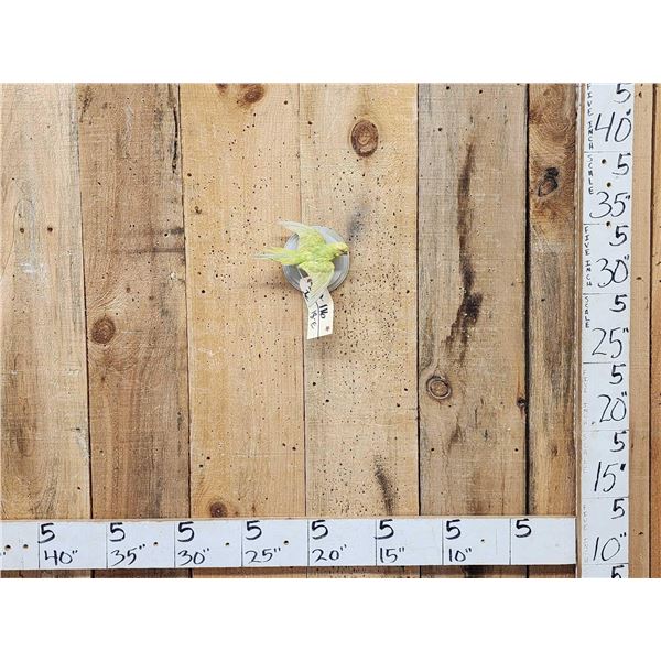 Parakeet In Flight Bird Taxidermy