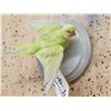 Image 3 : Parakeet In Flight Bird Taxidermy