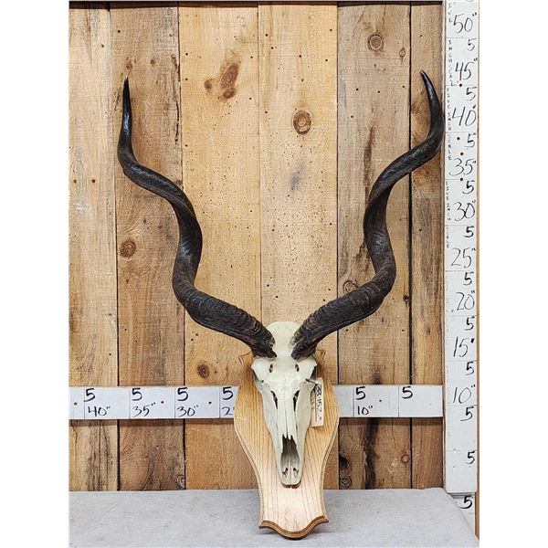 African Kudu Skull On Plaque Taxidermy