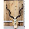 Image 1 : African Kudu Skull On Plaque Taxidermy