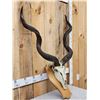 Image 2 : African Kudu Skull On Plaque Taxidermy