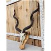 Image 3 : African Kudu Skull On Plaque Taxidermy