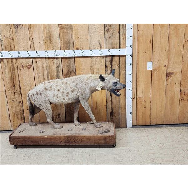 African Spotted Hyena Full Body Taxidermy Mount