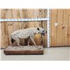 Image 1 : African Spotted Hyena Full Body Taxidermy Mount