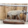 Image 2 : African Spotted Hyena Full Body Taxidermy Mount