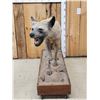 Image 3 : African Spotted Hyena Full Body Taxidermy Mount