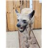 Image 4 : African Spotted Hyena Full Body Taxidermy Mount