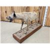 Image 5 : African Spotted Hyena Full Body Taxidermy Mount