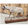 Image 6 : African Spotted Hyena Full Body Taxidermy Mount
