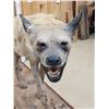 Image 7 : African Spotted Hyena Full Body Taxidermy Mount