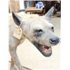 Image 8 : African Spotted Hyena Full Body Taxidermy Mount