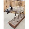 Image 9 : African Spotted Hyena Full Body Taxidermy Mount