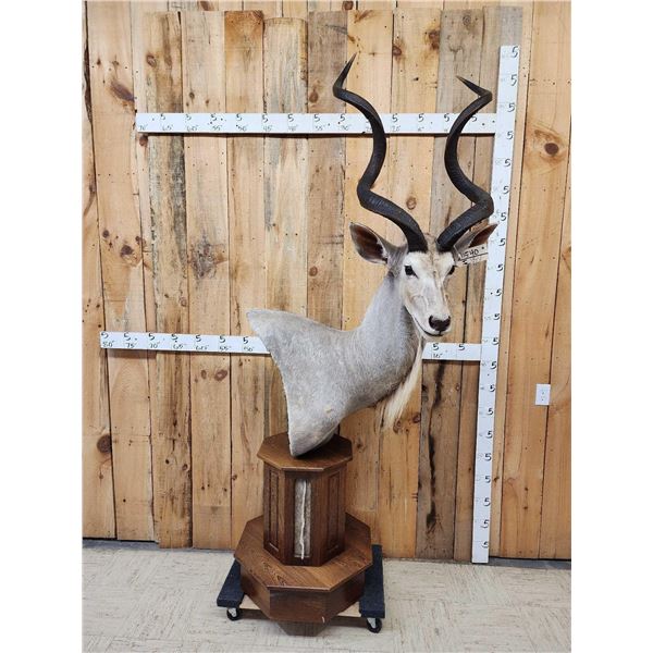 African Kudu Pedestal Taxidermy Mount