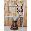 Image 1 : African Kudu Pedestal Taxidermy Mount