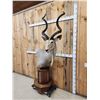 Image 2 : African Kudu Pedestal Taxidermy Mount