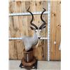 Image 4 : African Kudu Pedestal Taxidermy Mount