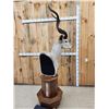 Image 5 : African Kudu Pedestal Taxidermy Mount