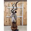 Image 6 : African Kudu Pedestal Taxidermy Mount