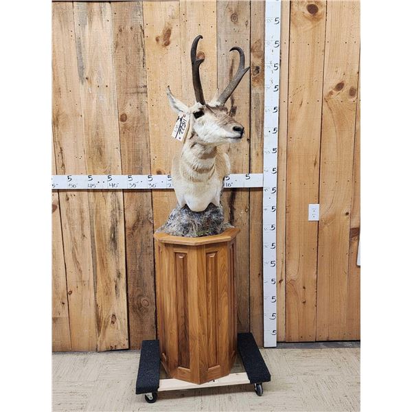 Pronghorn Antelope Antelope Pedestal Taxidermy Mount